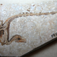 Illustration for article titled A Comprehensive Guide to Dinosaur Feathers and Scales